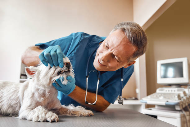 Best Same-Day Emergency Dental Services in Salida Del Sol Estates, TX